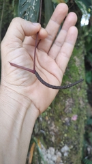 Anthurium friedrichsthalii