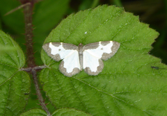 Lomaspilis marginata