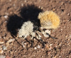Dasymutilla magna