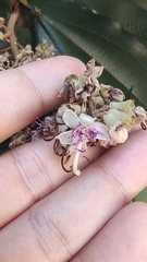 Miconia bubalina