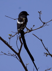 Lanius melanoleucus melanoleucus