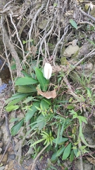 Spathiphyllum cannifolium