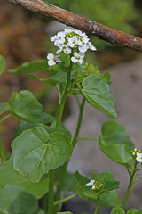 Cardamine cordifolia