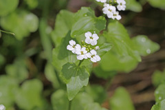 Cardamine cordifolia