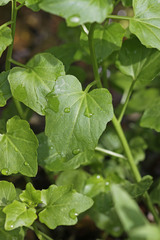 Cardamine cordifolia