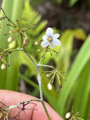 Dianella adenanthera