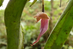 Pleurothallis ruberrima