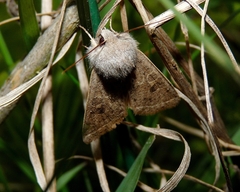 Orthosia gracilis
