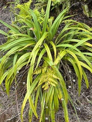 Dianella adenanthera