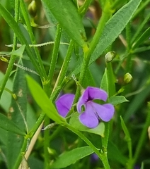Psoralea laxa