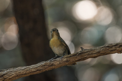 Cyornis glaucicomans