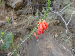 Erica cerinthoides