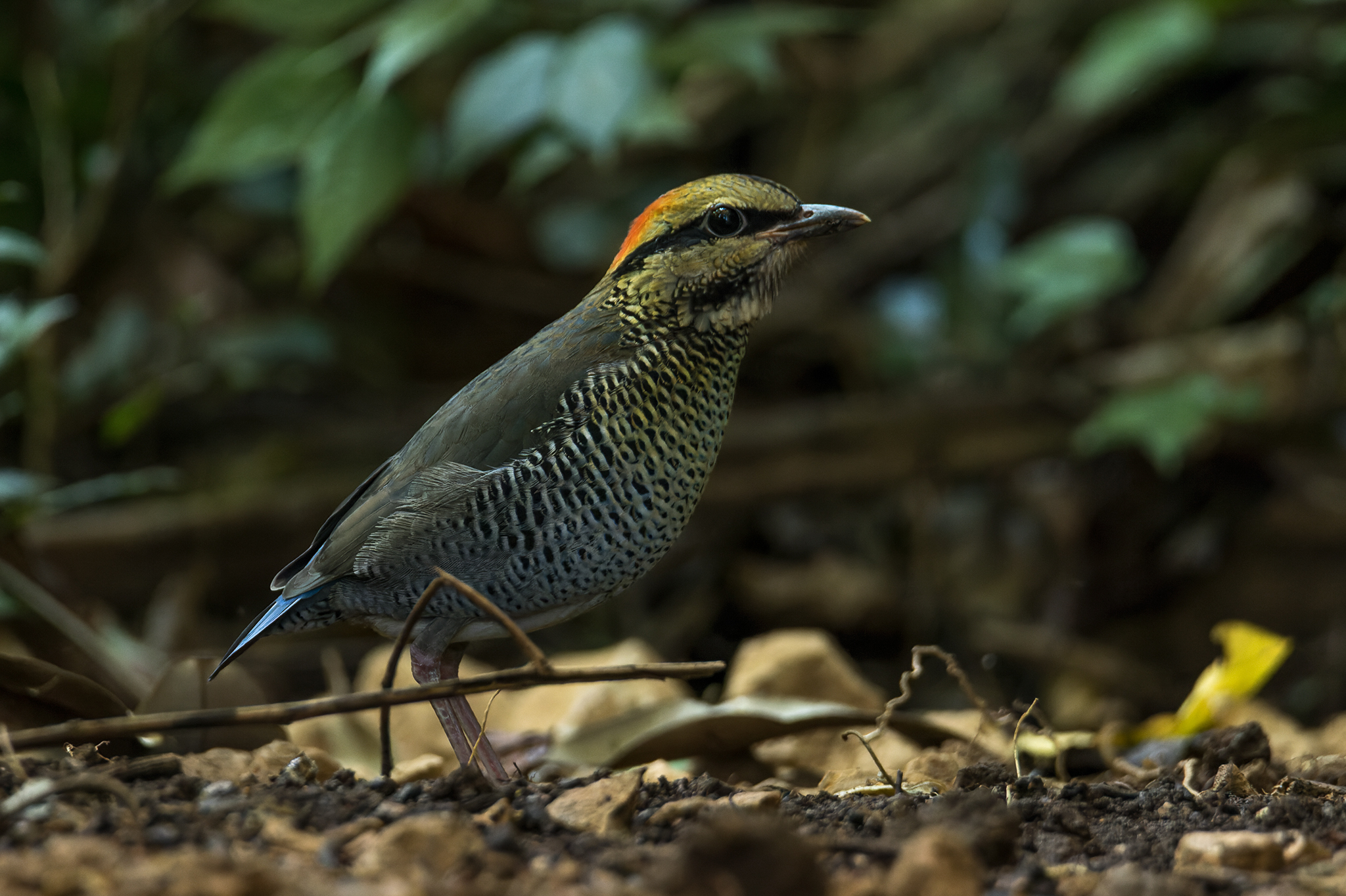Blue Pitta