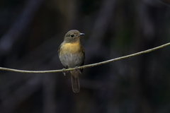 Cyornis glaucicomans