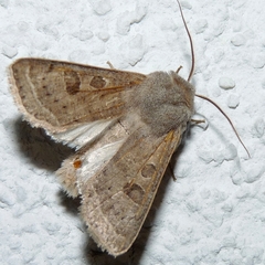 Orthosia gracilis