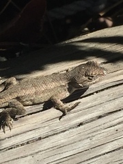 Sceloporus occidentalis longipes
