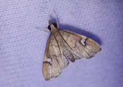 Deuterophysa