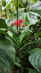 Aphelandra