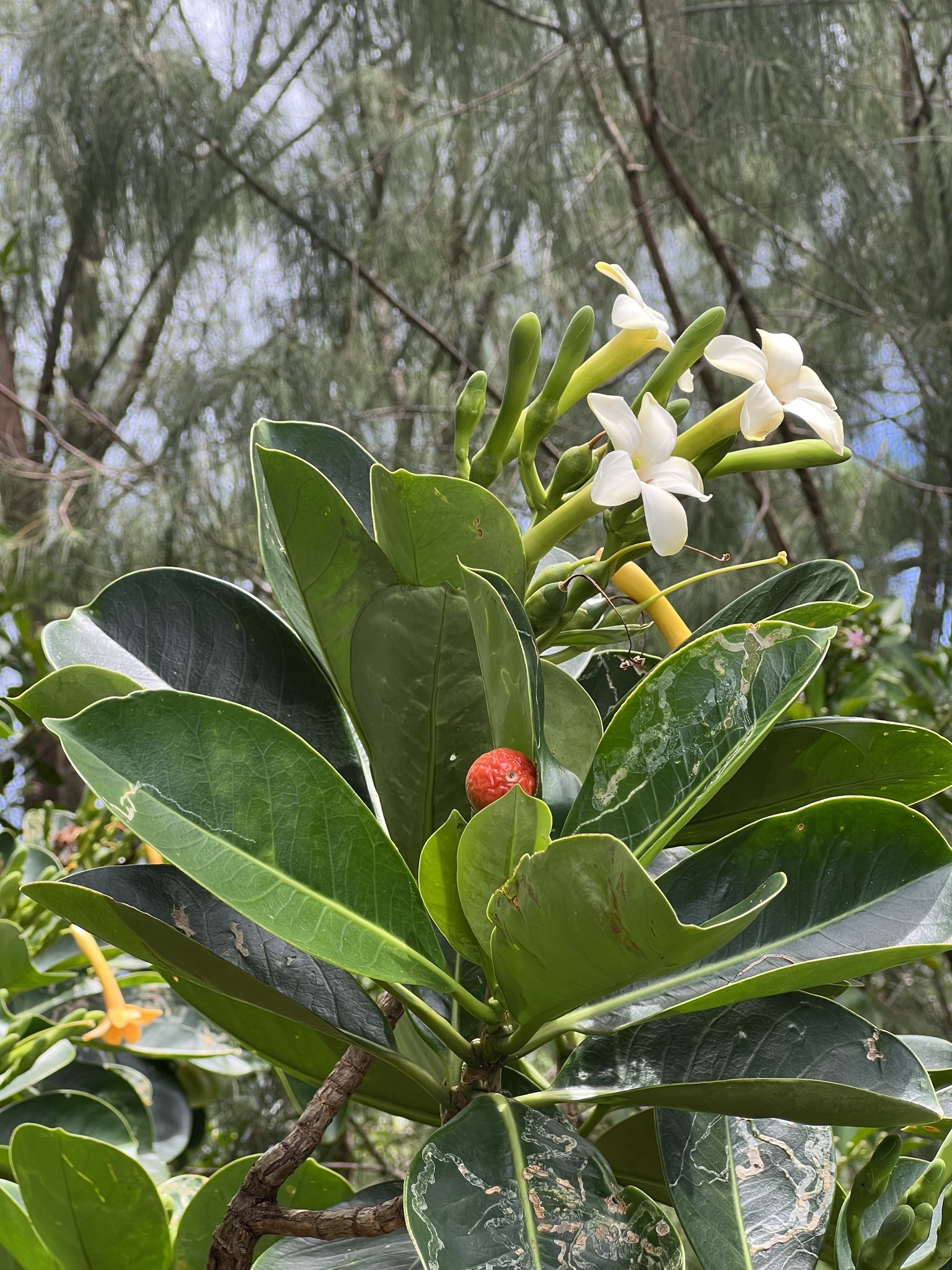 Puakenikeni — Fagraea berteroana