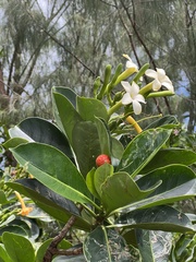 Fagraea berteroana