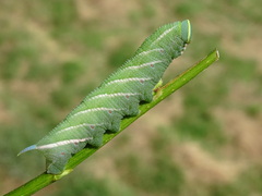 Smerinthus ocellata