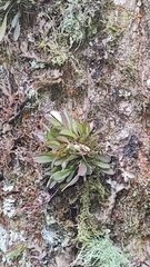 Specklinia