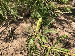 Prosopis pubescens