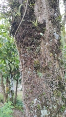 Specklinia