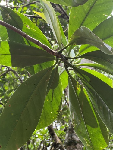 Fagraea berteroana