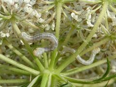 Eupithecia centaureata