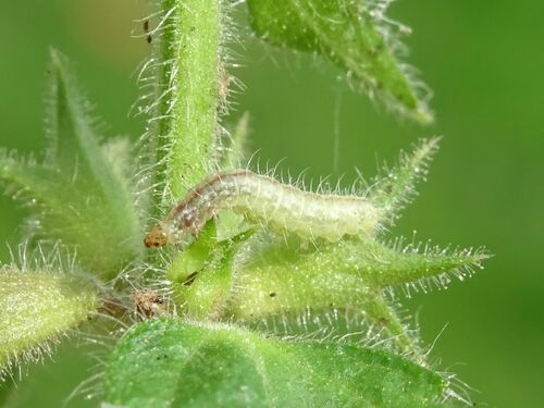 Beautiful Plume Moth