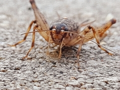 Gryllomorpha longicauda