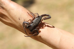 Opistophthalmus