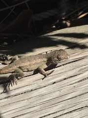 Sceloporus occidentalis longipes