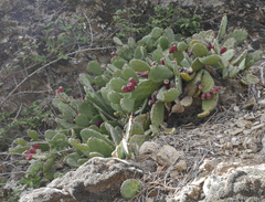 Opuntia stricta