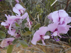 Podalyria sericea