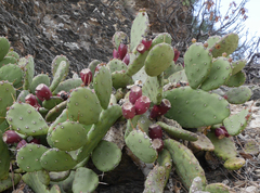 Opuntia stricta