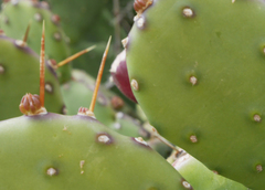 Opuntia stricta