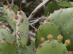 Opuntia stricta