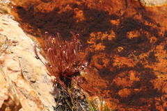 Drosera capensis