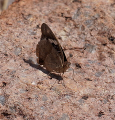 Junonia oenone oenone