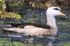Nettapus coromandelianus