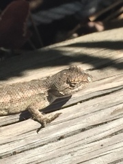 Sceloporus occidentalis longipes