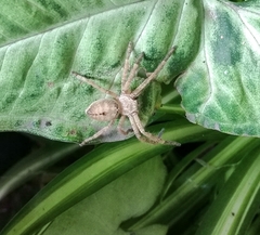 Polybetes rapidus