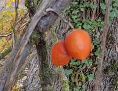 Passifloraceae