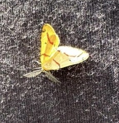 Rhodometra sacraria