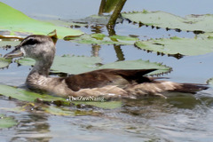 Nettapus coromandelianus