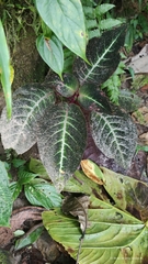 Corytoplectus