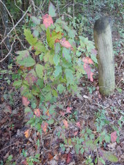 Toxicodendron radicans negundo