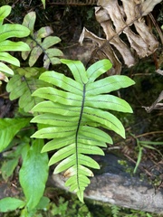 Cranfillia glabrescens